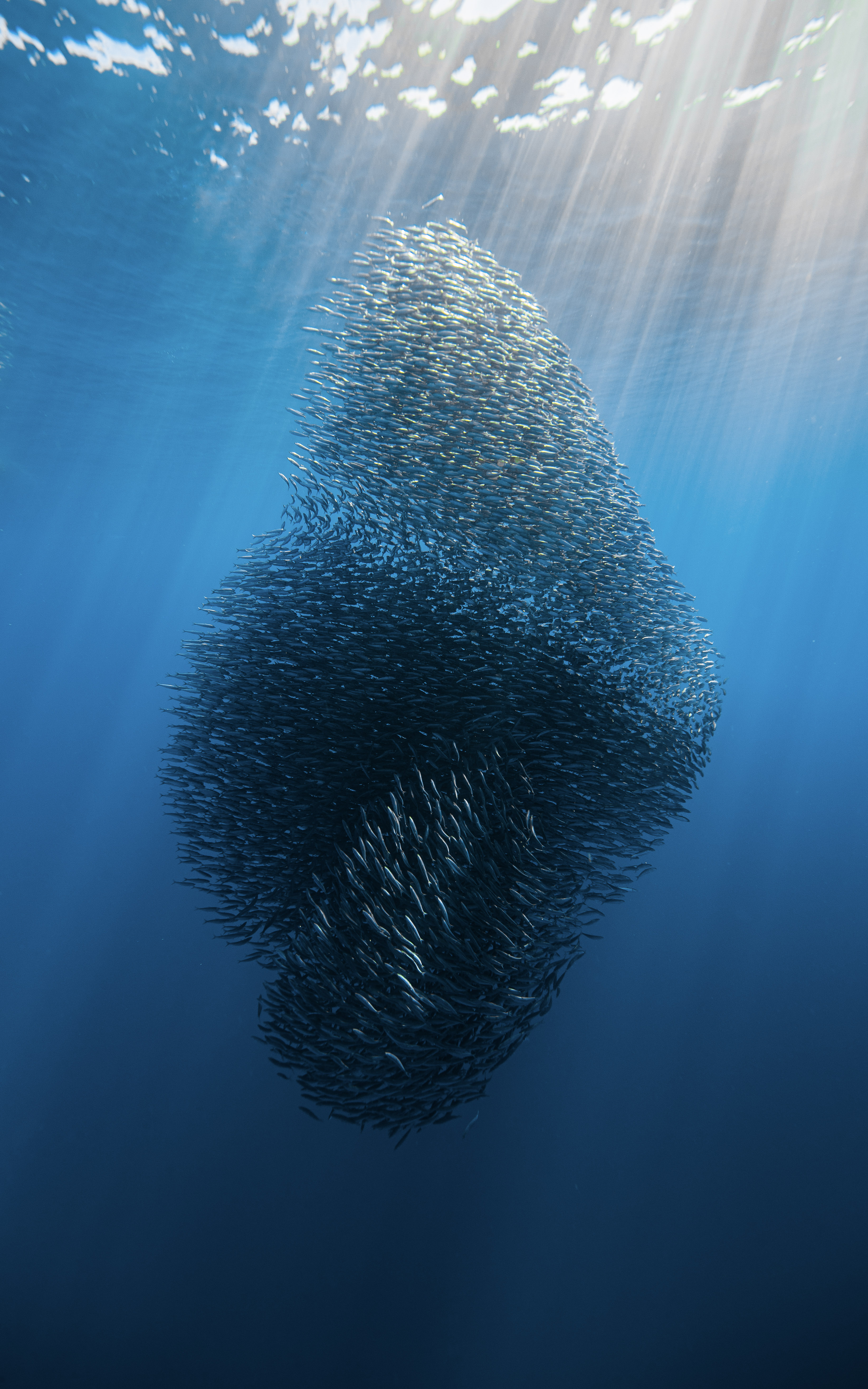 Sardines